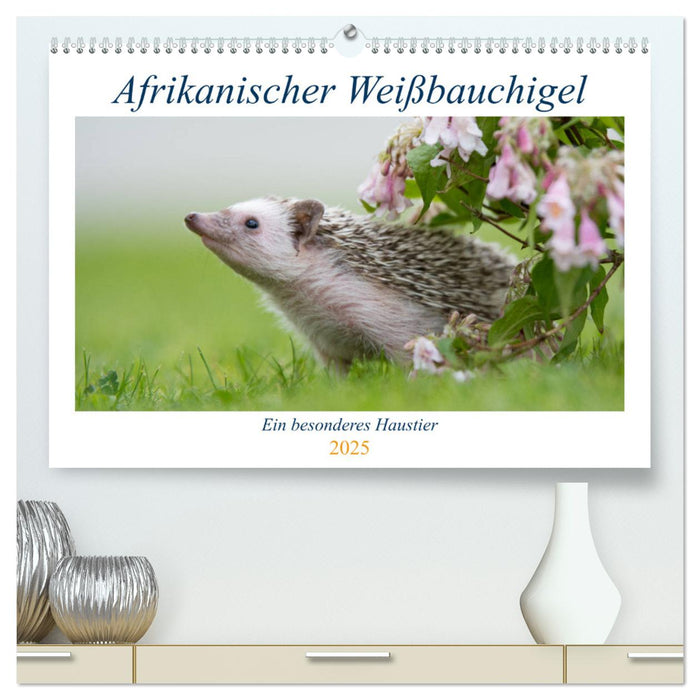 Afrikanische Weißbauchigel (CALVENDO Premium Wandkalender 2025)