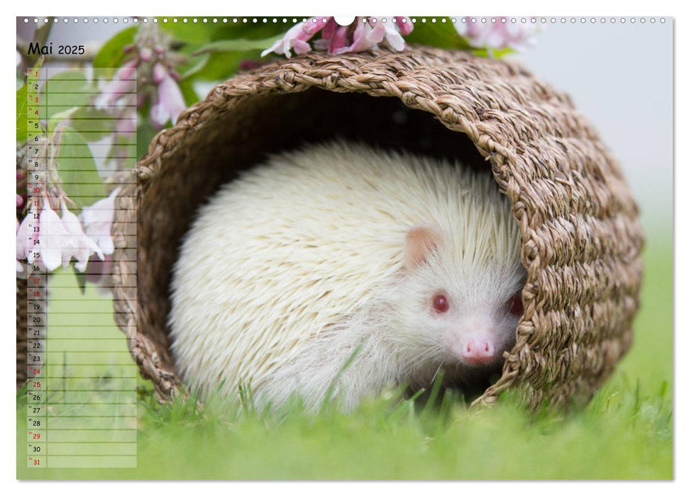 Afrikanische Weißbauchigel (CALVENDO Premium Wandkalender 2025)