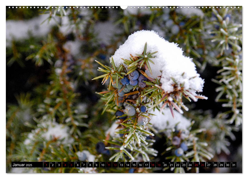 Lüneburger Heide (CALVENDO Premium Wandkalender 2025)