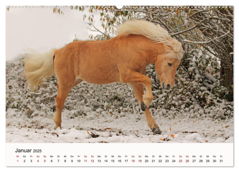 Isländer - icelandic horses (CALVENDO Premium Wandkalender 2025)