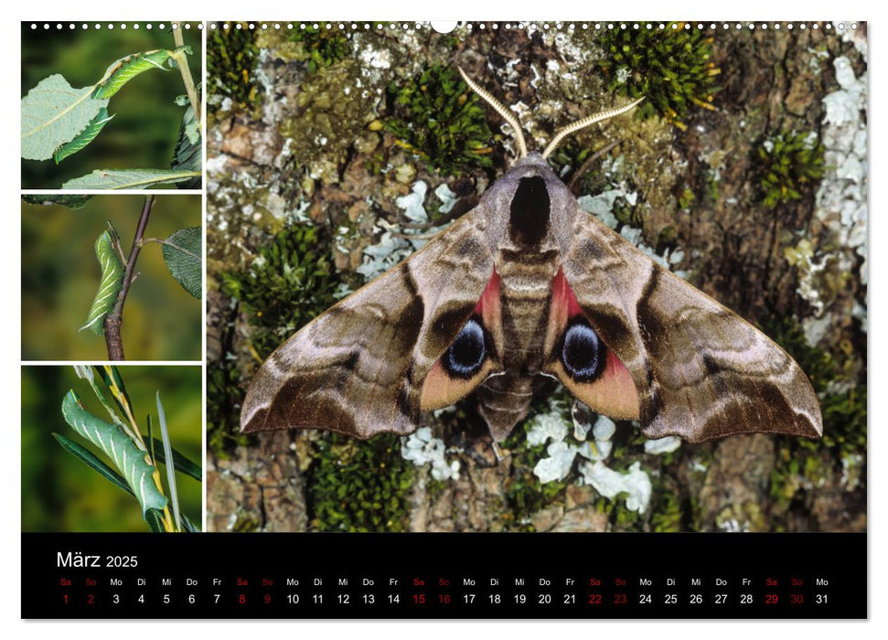 Schmetterlinge - Wunder der Verwandlung (CALVENDO Wandkalender 2025)