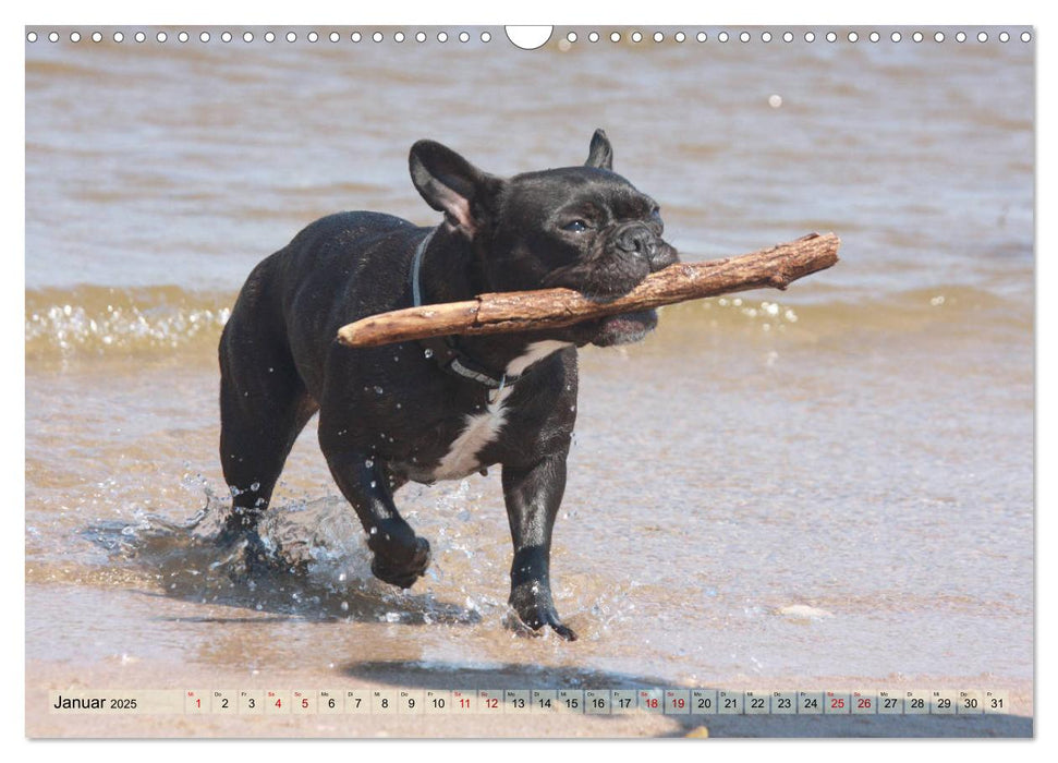 Bulldoggen - Englische und Französische Bulldoggen (CALVENDO Wandkalender 2025)