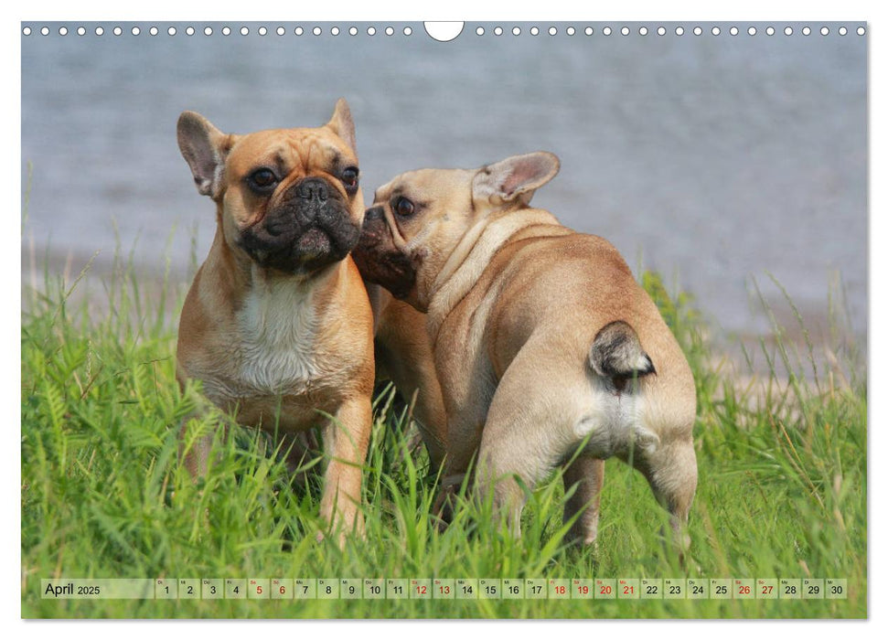 Bulldoggen - Englische und Französische Bulldoggen (CALVENDO Wandkalender 2025)