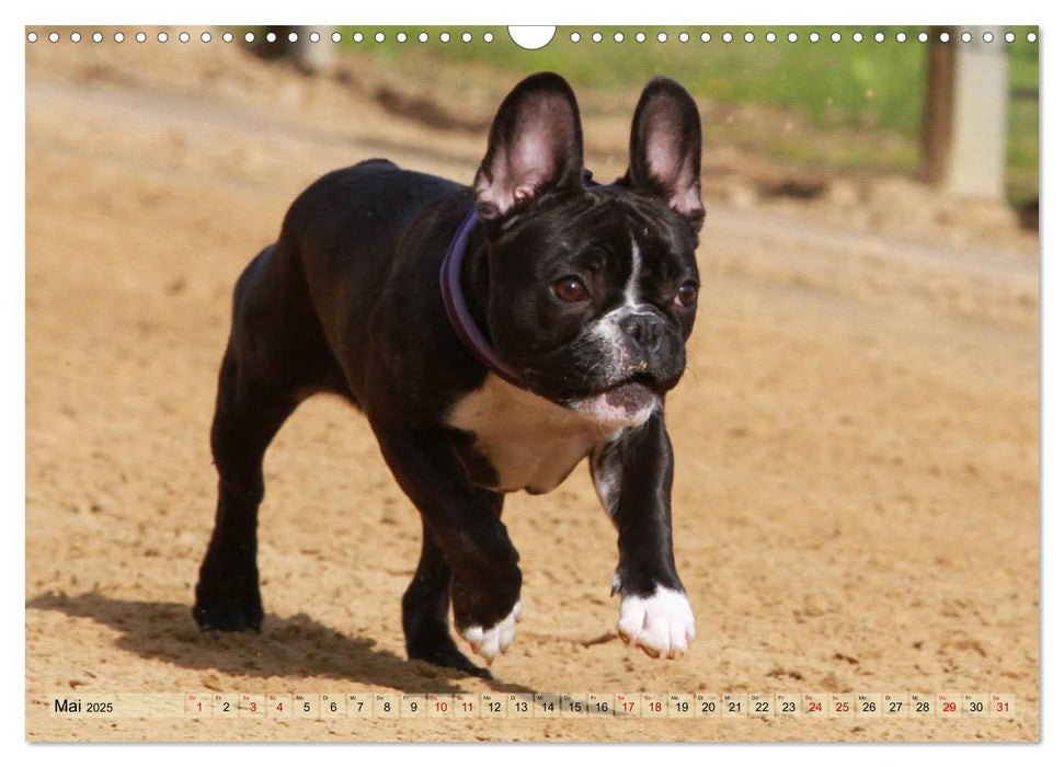 Bulldoggen - Englische und Französische Bulldoggen (CALVENDO Wandkalender 2025)