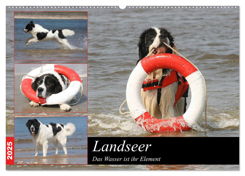 Landseer - Das Wasser ist ihr Element (CALVENDO Wandkalender 2025)