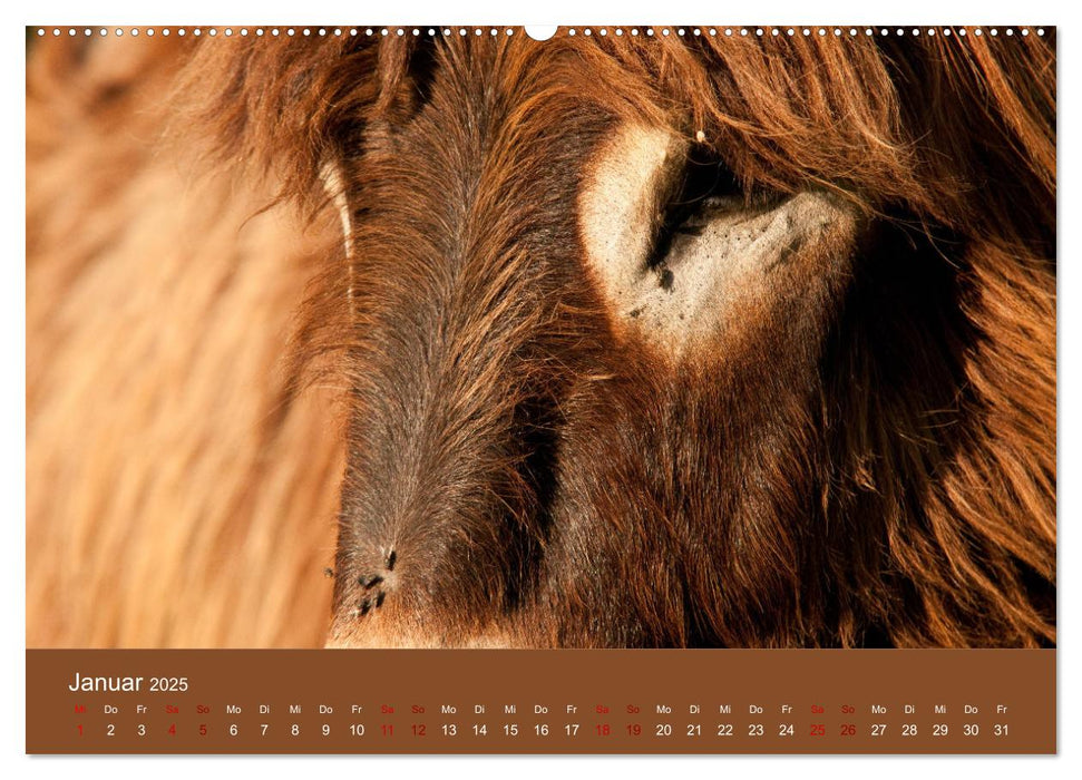 Baudet de Poitou - Seltene französische Langohren (CALVENDO Premium Wandkalender 2025)