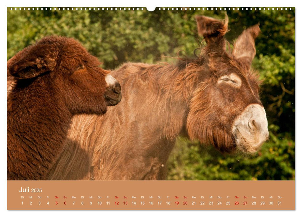 Baudet de Poitou - Seltene französische Langohren (CALVENDO Premium Wandkalender 2025)