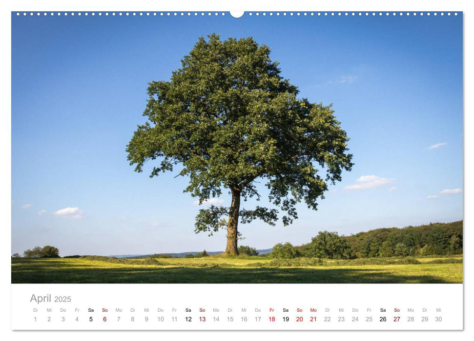 Wunderschöne Bäume im Sauerland (CALVENDO Premium Wandkalender 2025)