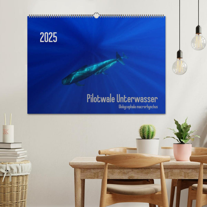 Pilotwale Unterwasser - Globicephala macrorhynchus (CALVENDO Wandkalender 2025)