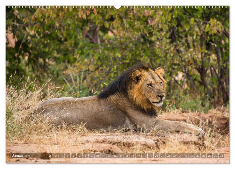 Abenteuer Sambia (CALVENDO Premium Wandkalender 2025)