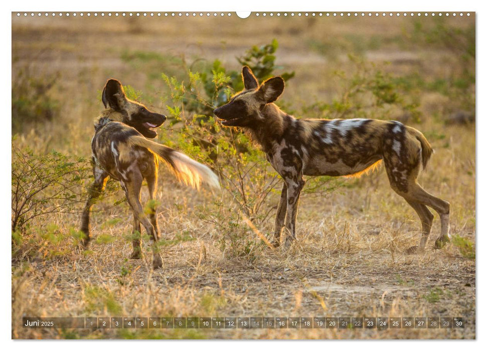 Abenteuer Sambia (CALVENDO Premium Wandkalender 2025)