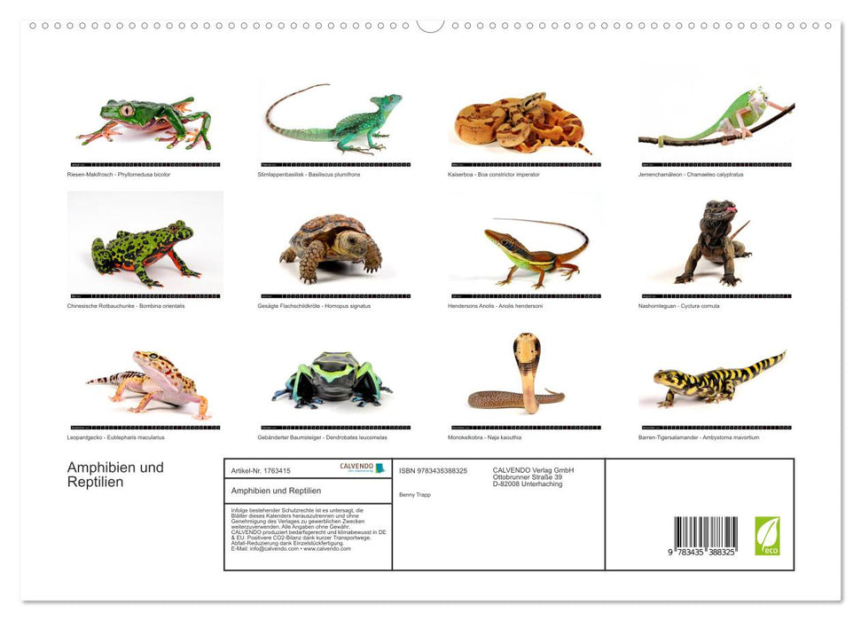 Amphibien und Reptilien (CALVENDO Premium Wandkalender 2025)