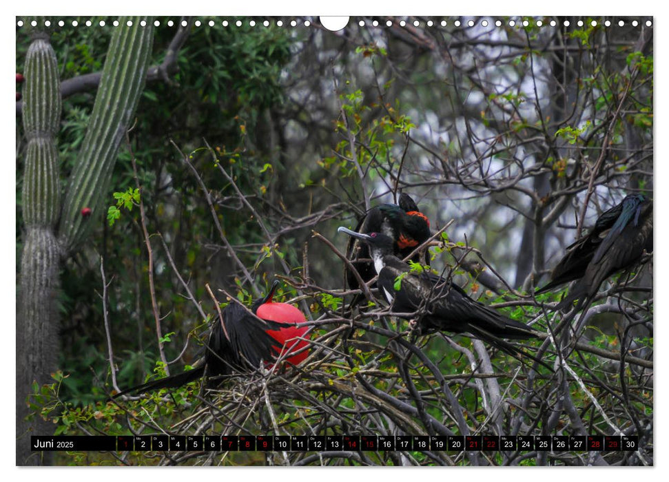 Naturparadies Galapagos - UNESCO Weltkulturerbe (CALVENDO Wandkalender 2025)