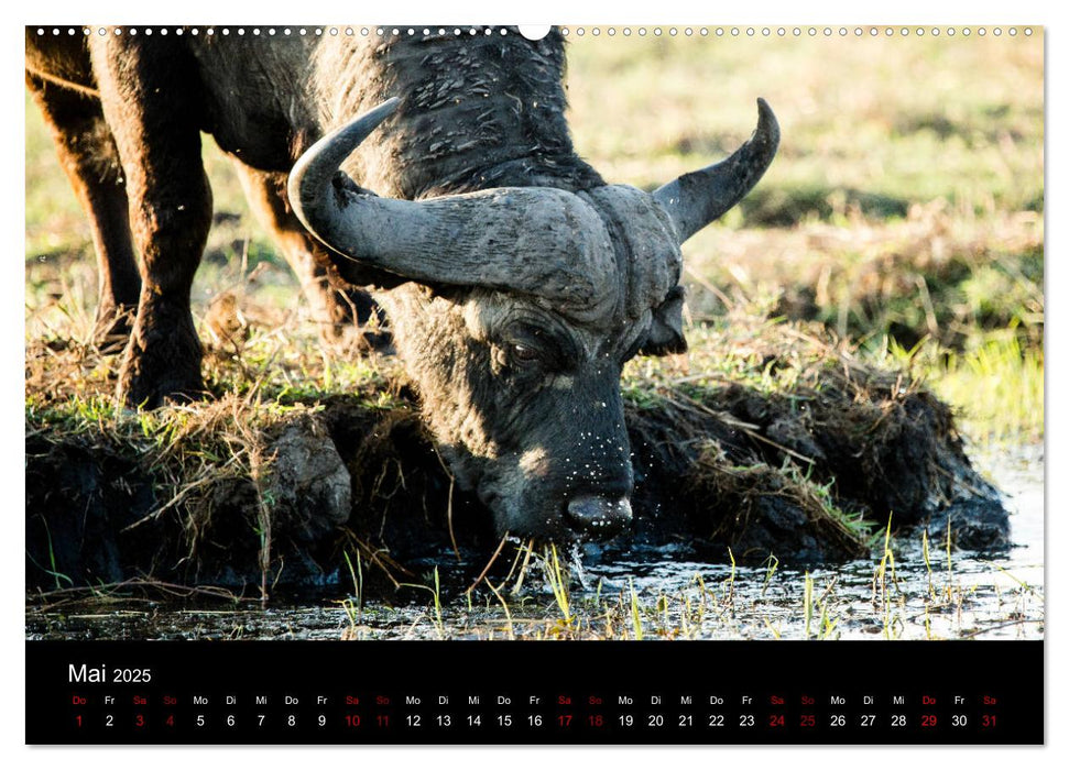 Afrika - Faszination Tierwelt (CALVENDO Wandkalender 2025)