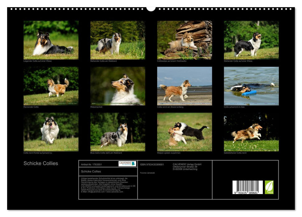 Schicke Collies (CALVENDO Premium Wandkalender 2025)