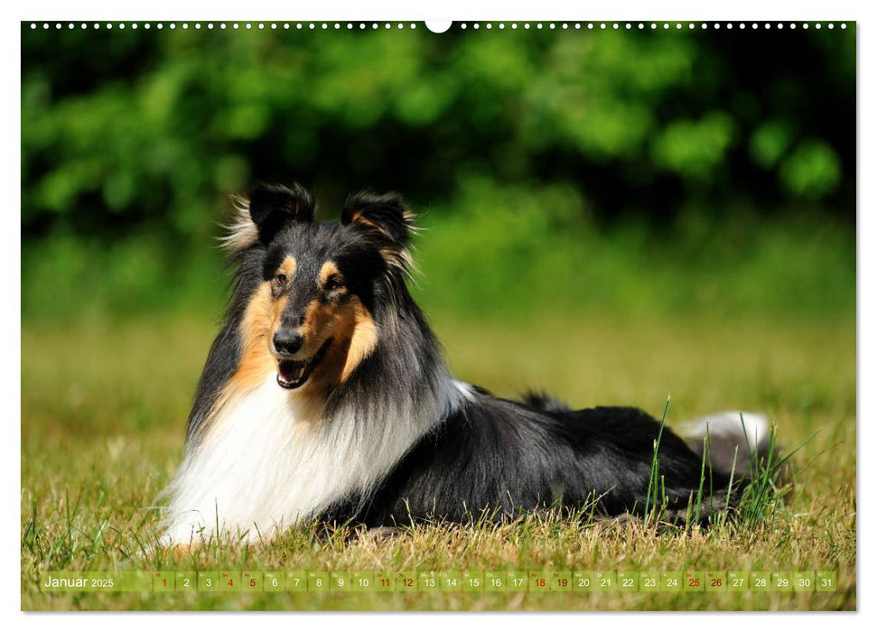 Schicke Collies (CALVENDO Premium Wandkalender 2025)