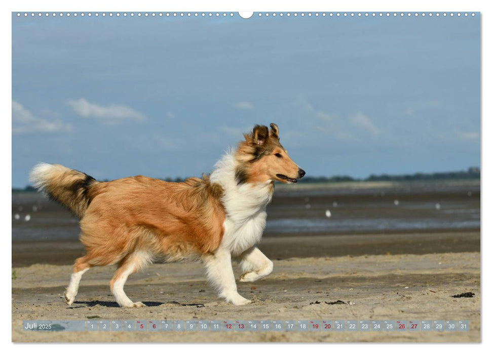 Schicke Collies (CALVENDO Premium Wandkalender 2025)