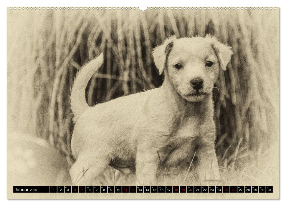 Parson Jack Russel Welpen (CALVENDO Premium Wandkalender 2025)