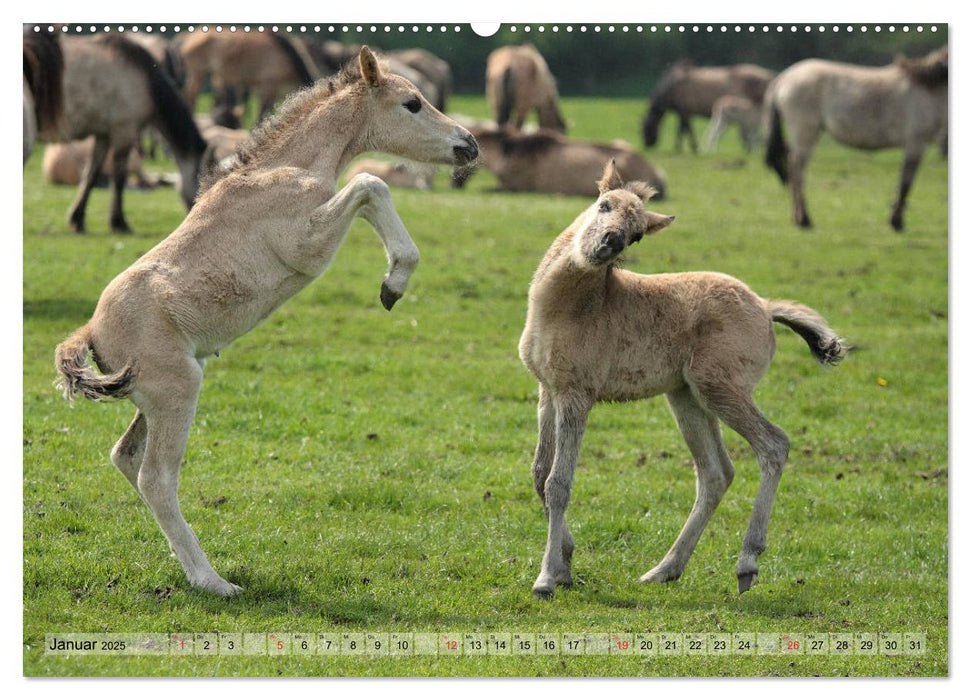 Pferdekinder - Fohlen haben ihren ganz eigenen Charme (CALVENDO Premium Wandkalender 2025)