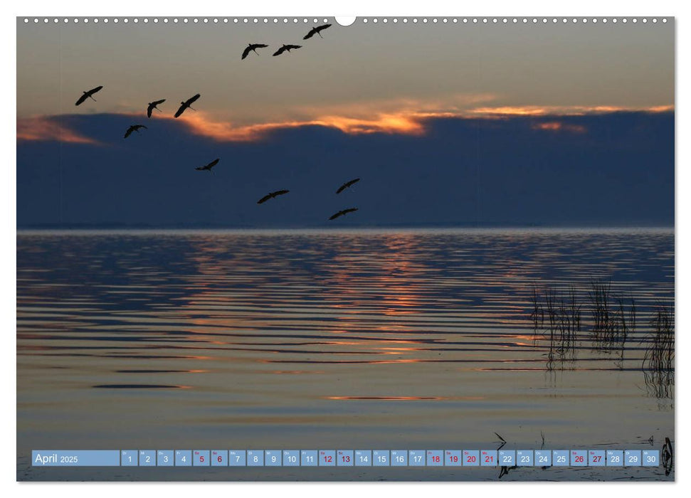 Stralsund und die Boddenlandschaft (CALVENDO Premium Wandkalender 2025)