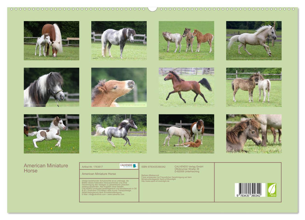 American Miniature Horse (CALVENDO Premium Wandkalender 2025)