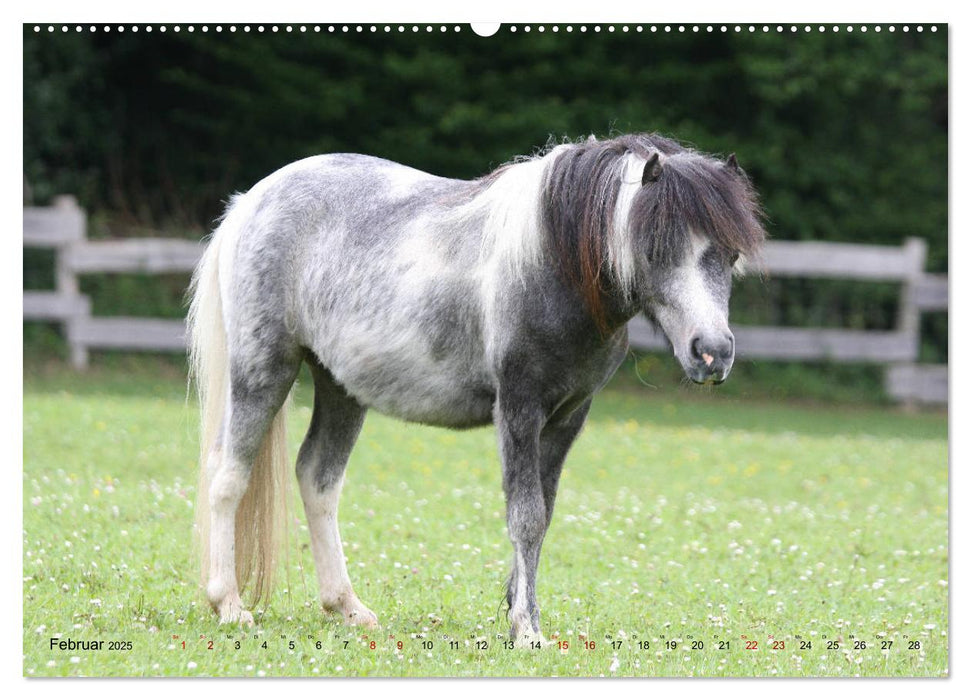 American Miniature Horse (CALVENDO Premium Wandkalender 2025)