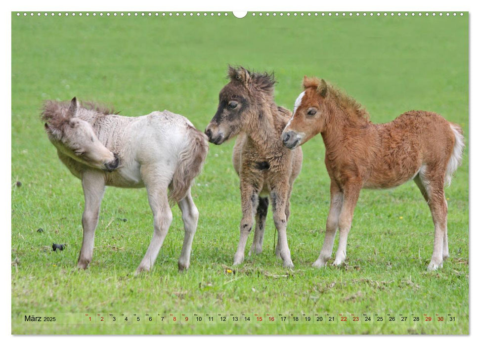 American Miniature Horse (CALVENDO Premium Wandkalender 2025)