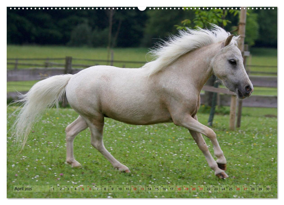 American Miniature Horse (CALVENDO Premium Wandkalender 2025)