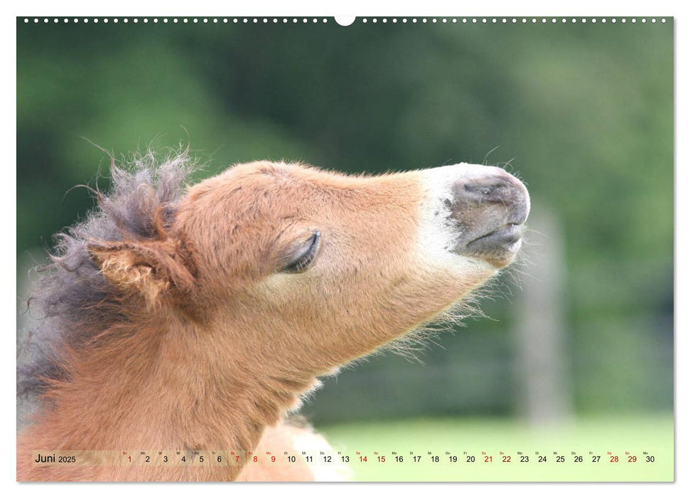 American Miniature Horse (CALVENDO Premium Wandkalender 2025)