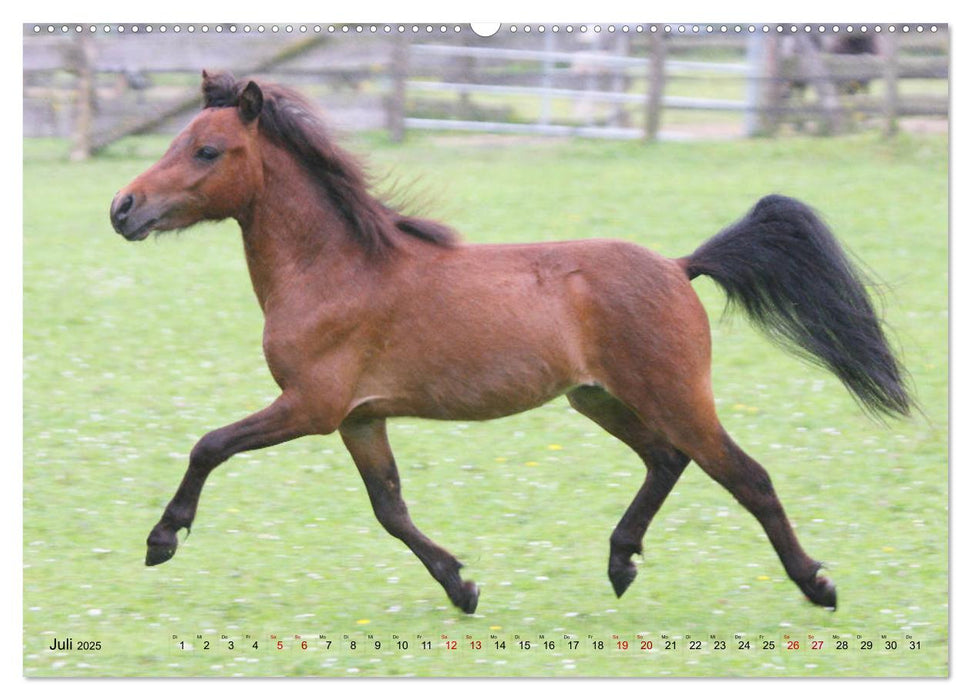 American Miniature Horse (CALVENDO Premium Wandkalender 2025)