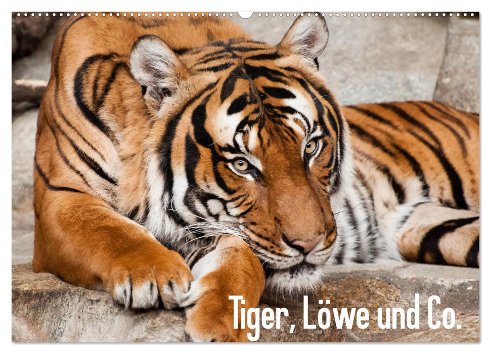 Tiger, Löwe und Co. (CALVENDO Wandkalender 2025)