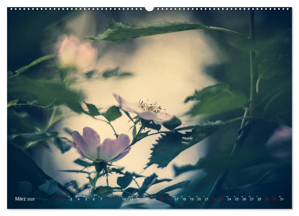 Die Welt der Alten Rosen (CALVENDO Wandkalender 2025)