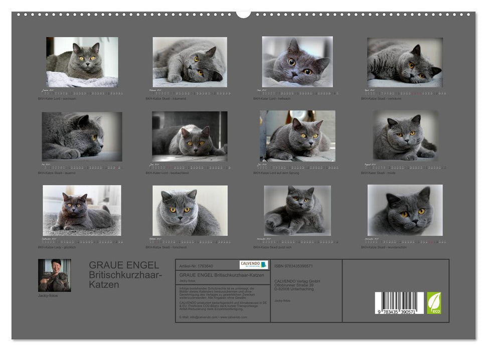 GRAUE ENGEL Britischkurzhaar-Katzen (CALVENDO Premium Wandkalender 2025)