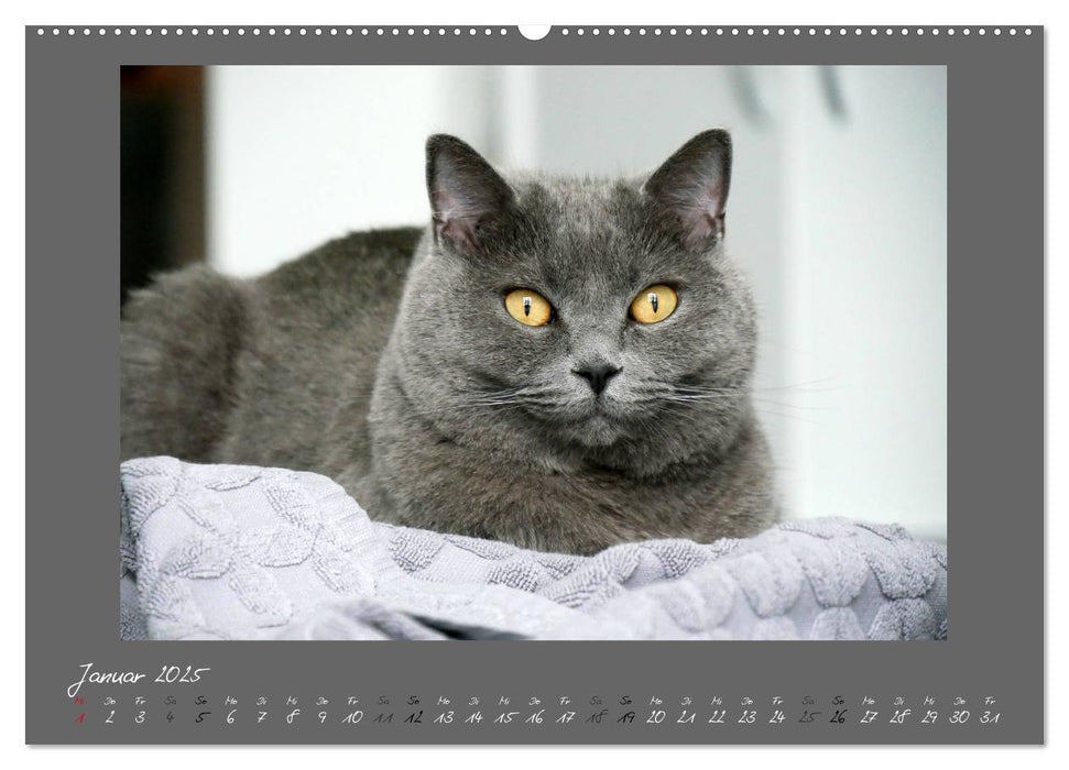 GRAUE ENGEL Britischkurzhaar-Katzen (CALVENDO Premium Wandkalender 2025)