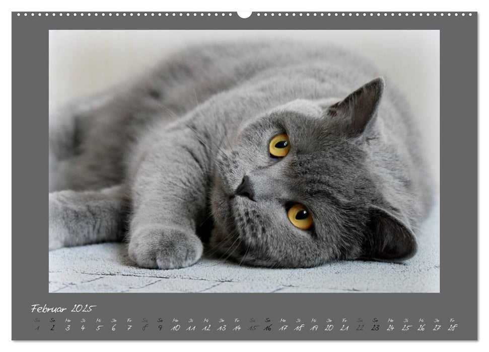 GRAUE ENGEL Britischkurzhaar-Katzen (CALVENDO Premium Wandkalender 2025)