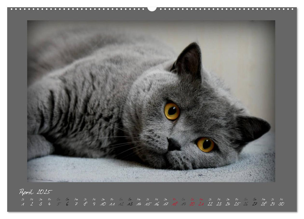 GRAUE ENGEL Britischkurzhaar-Katzen (CALVENDO Premium Wandkalender 2025)