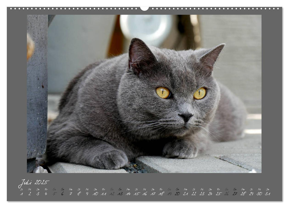 GRAUE ENGEL Britischkurzhaar-Katzen (CALVENDO Premium Wandkalender 2025)