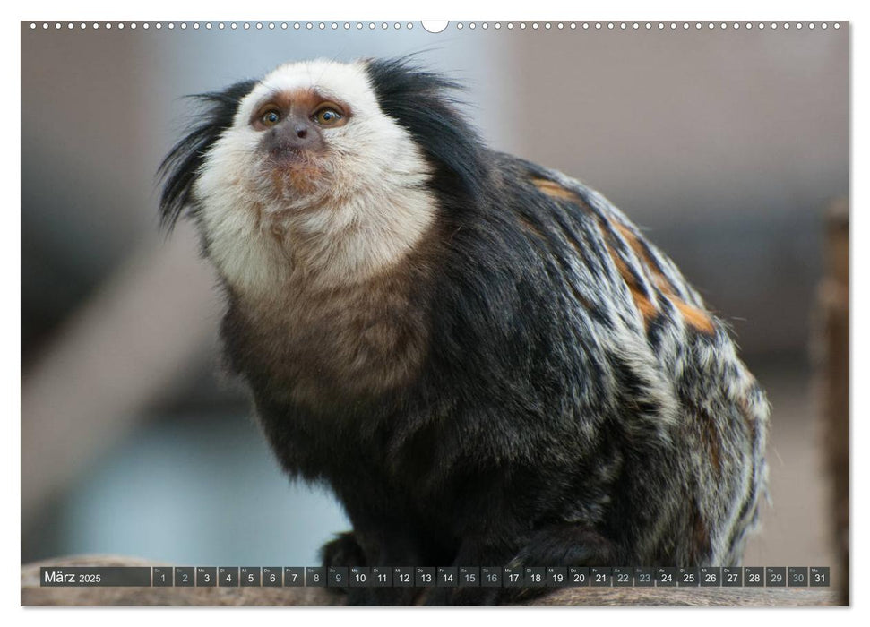 Wilde Tiere - Die schönsten Portraits (CALVENDO Wandkalender 2025)