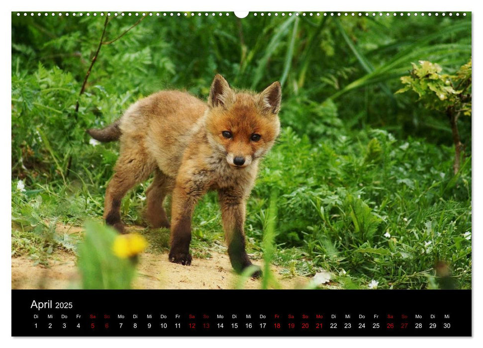 Der Waldspaziergang (CALVENDO Premium Wandkalender 2025)