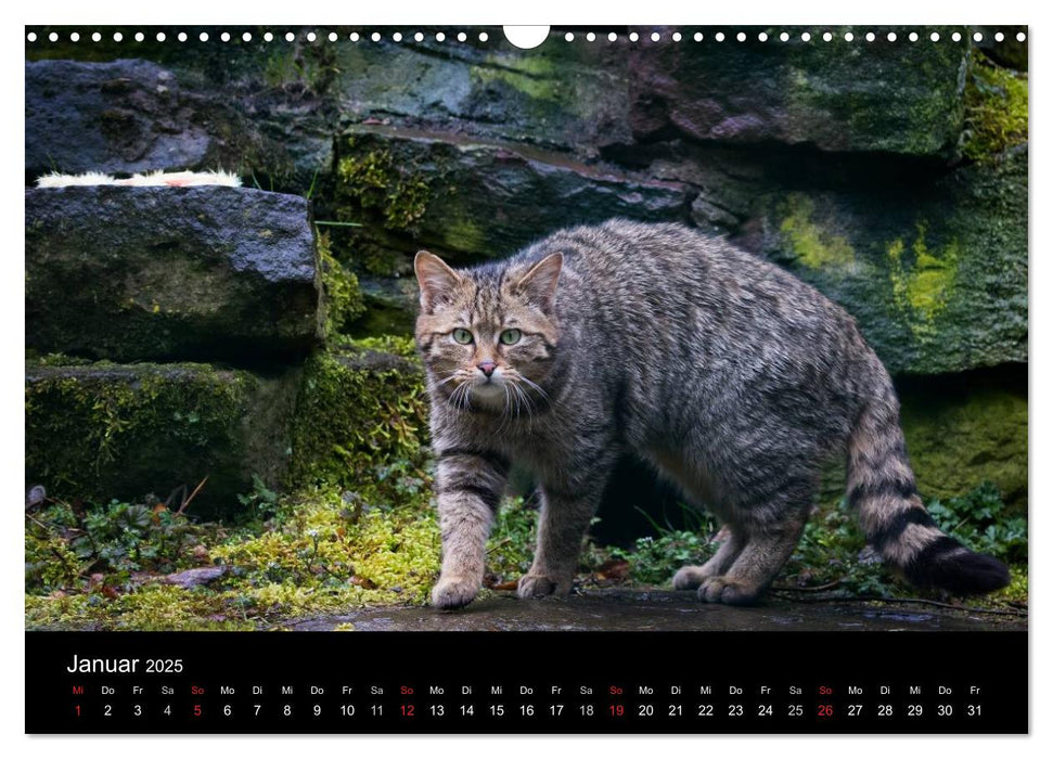 Wildkatzen - scheue Samtpfoten (CALVENDO Wandkalender 2025)