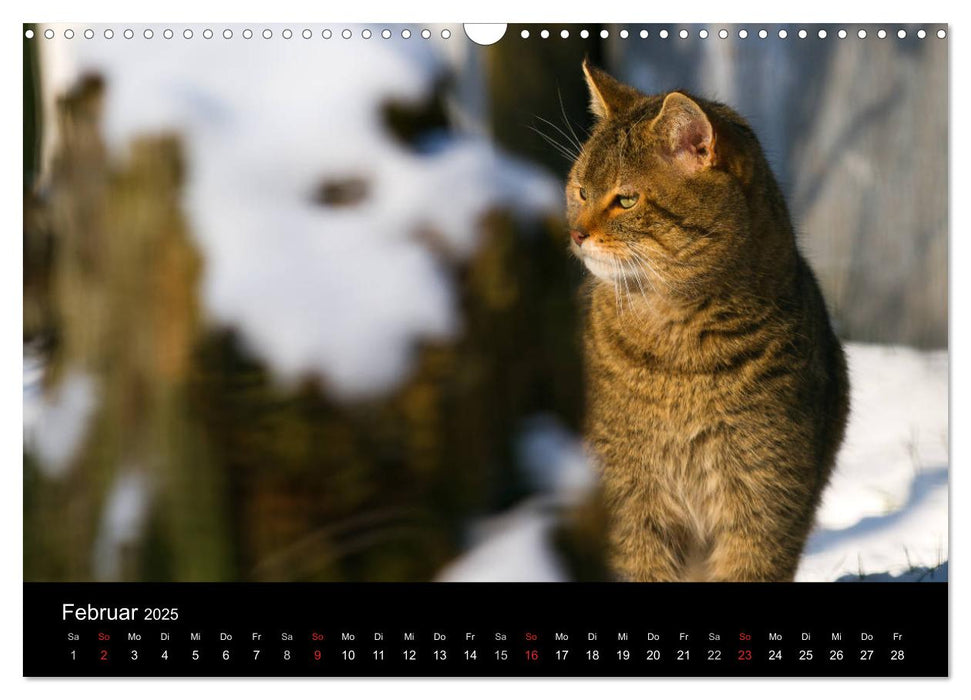 Wildkatzen - scheue Samtpfoten (CALVENDO Wandkalender 2025)