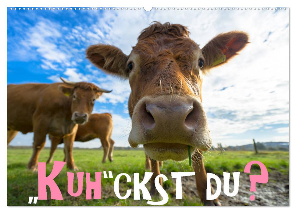 Kuhckst du? (CALVENDO Wandkalender 2025)