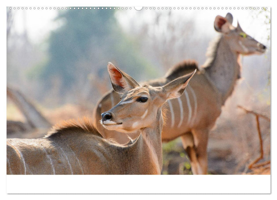 Botswana - Ruf der Wildnis (CALVENDO Premium Wandkalender 2025)