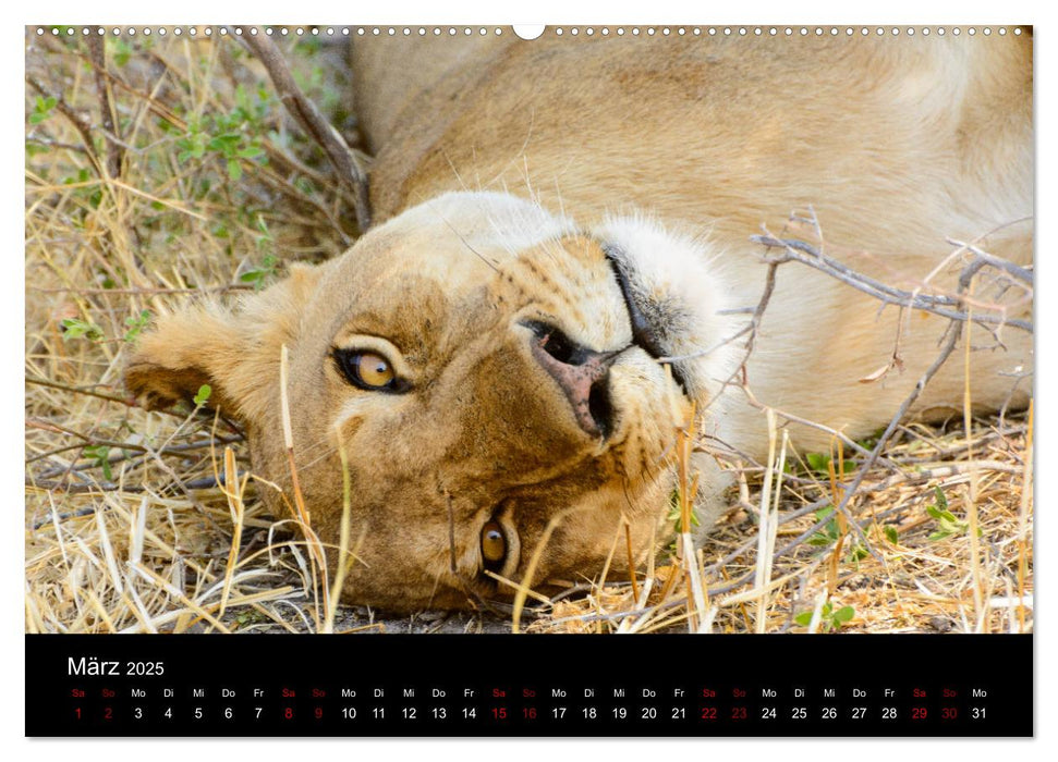 Botswana - Ruf der Wildnis (CALVENDO Premium Wandkalender 2025)