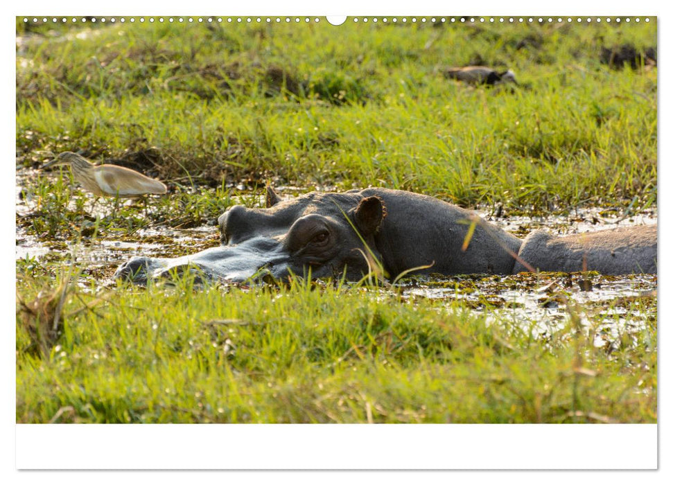 Botswana - Ruf der Wildnis (CALVENDO Premium Wandkalender 2025)