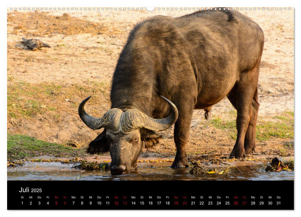 Botswana - Ruf der Wildnis (CALVENDO Premium Wandkalender 2025)