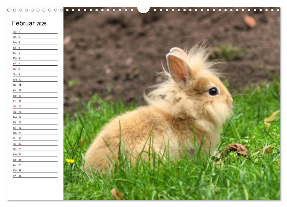 Kaninchen und Meerschweinchen Babys (CALVENDO Wandkalender 2025)