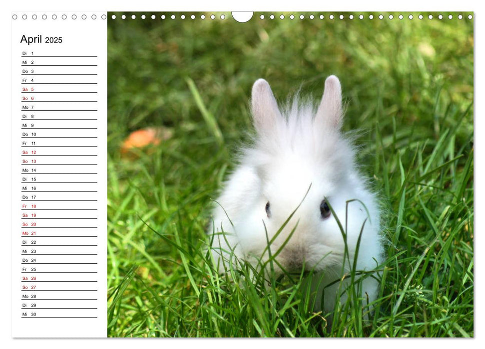 Kaninchen und Meerschweinchen Babys (CALVENDO Wandkalender 2025)