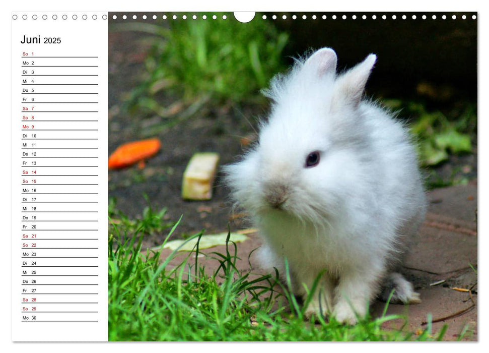 Kaninchen und Meerschweinchen Babys (CALVENDO Wandkalender 2025)