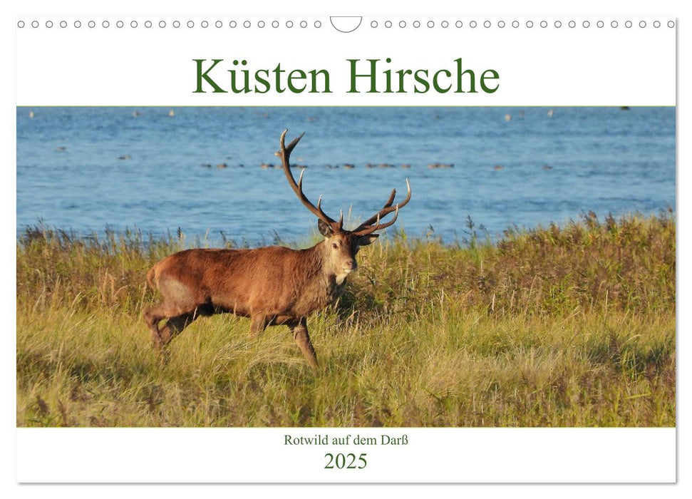 Küsten Hirsche - Rotwild auf dem Darß (CALVENDO Wandkalender 2025)